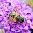 Drone fly (male)