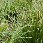 Guinea Grass