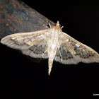 Crambid Moth