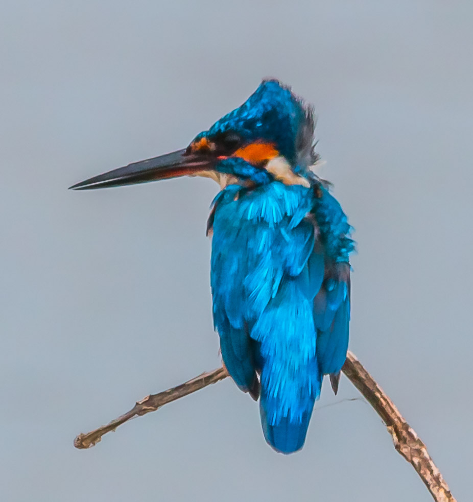 Common Kingfisher