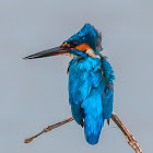 Common Kingfisher