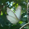 STRIPED ALBATROSS