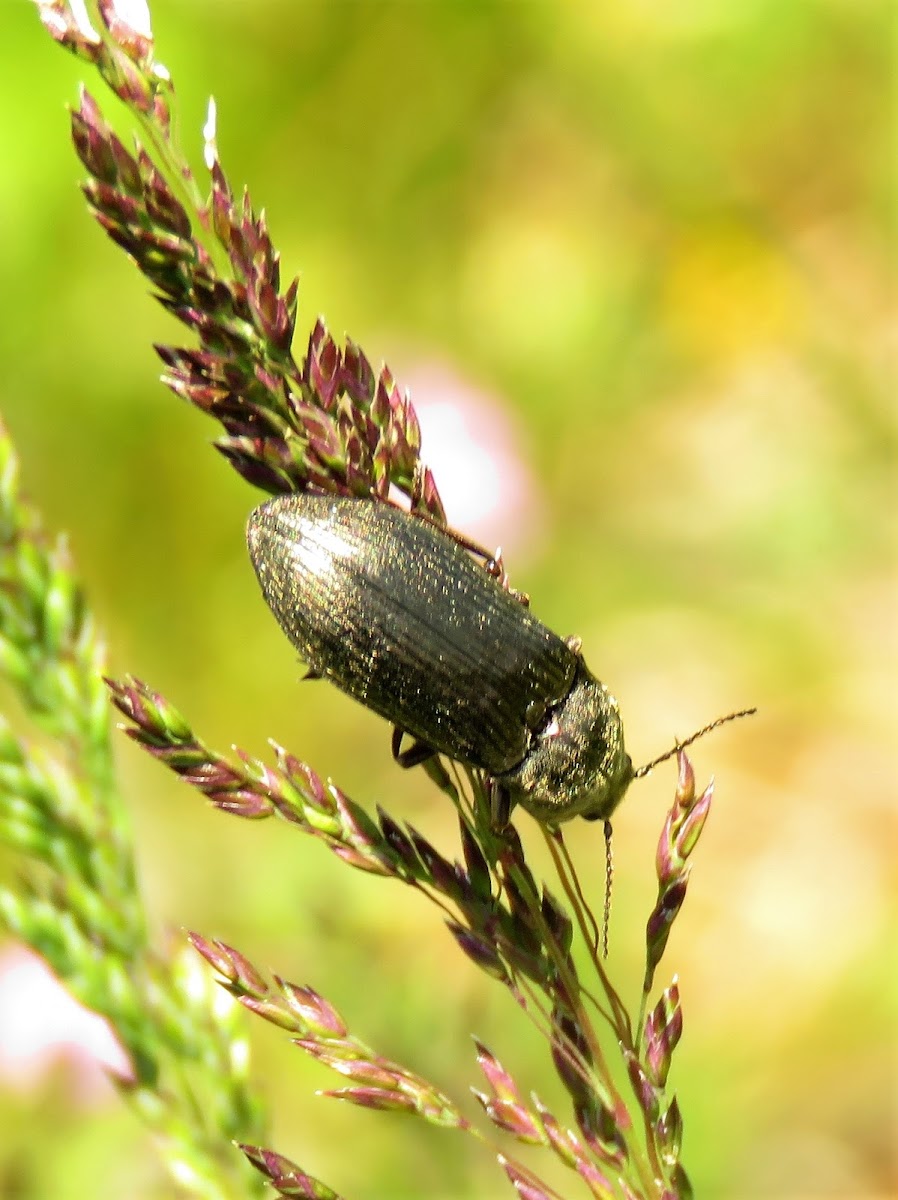 Ground beetle