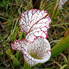 White-top Pitcher Plant