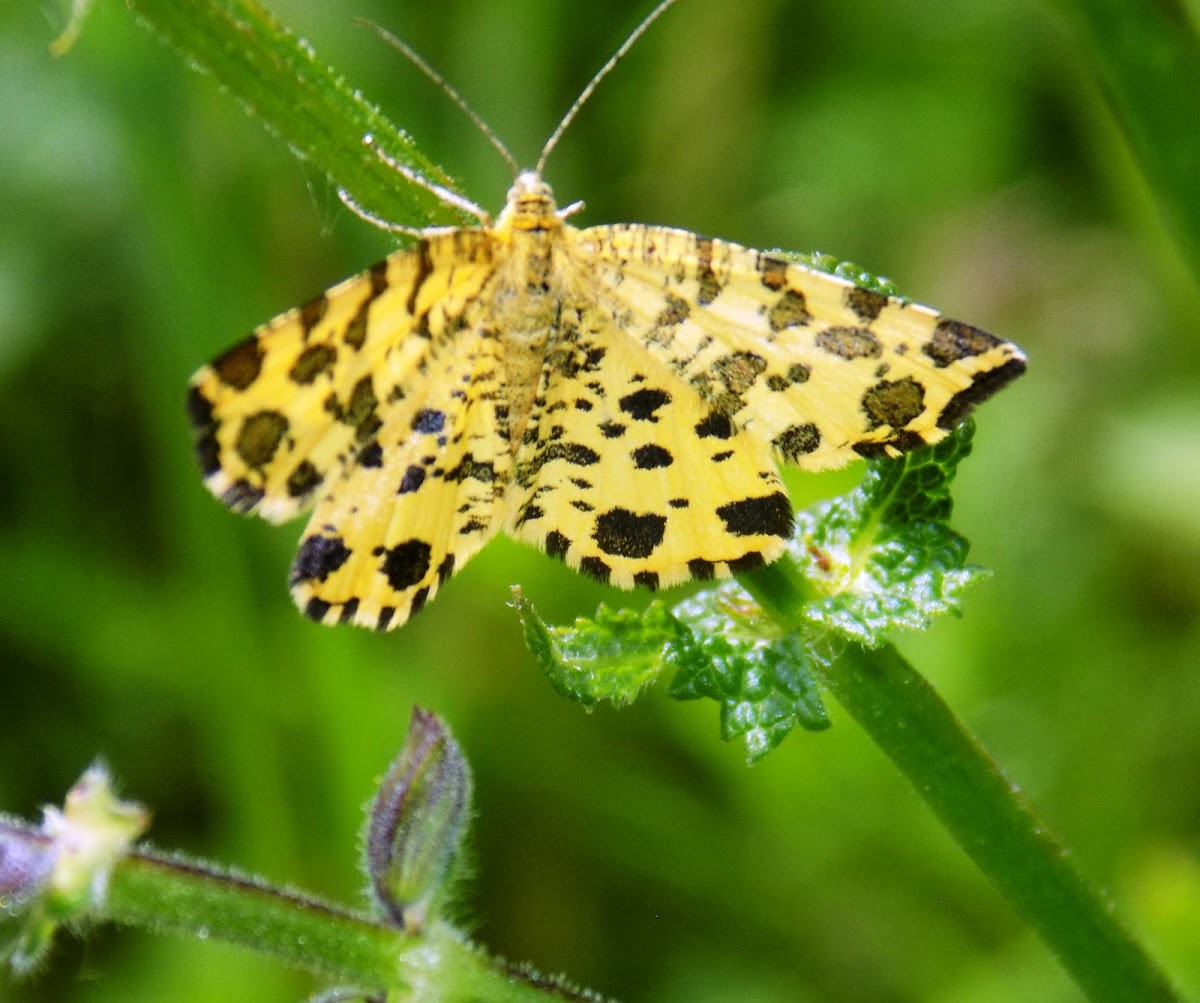 Speckled Yellow