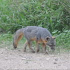 Island Gray Fox