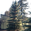 Colorado blue spruce