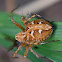 Lynx Spider