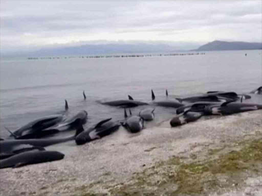 Farewell Spit often sees whale strandings. REUTERS