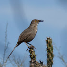 Curved-billed Thrasher