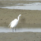 Great Egret