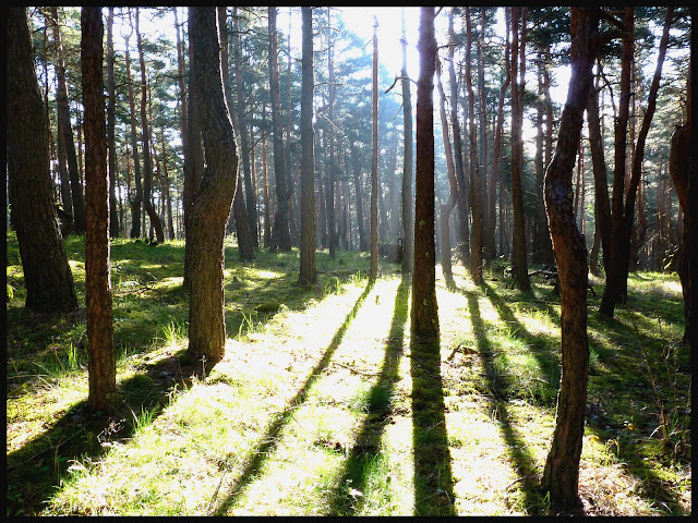 Sur le gr 70 deuxieme série FORET