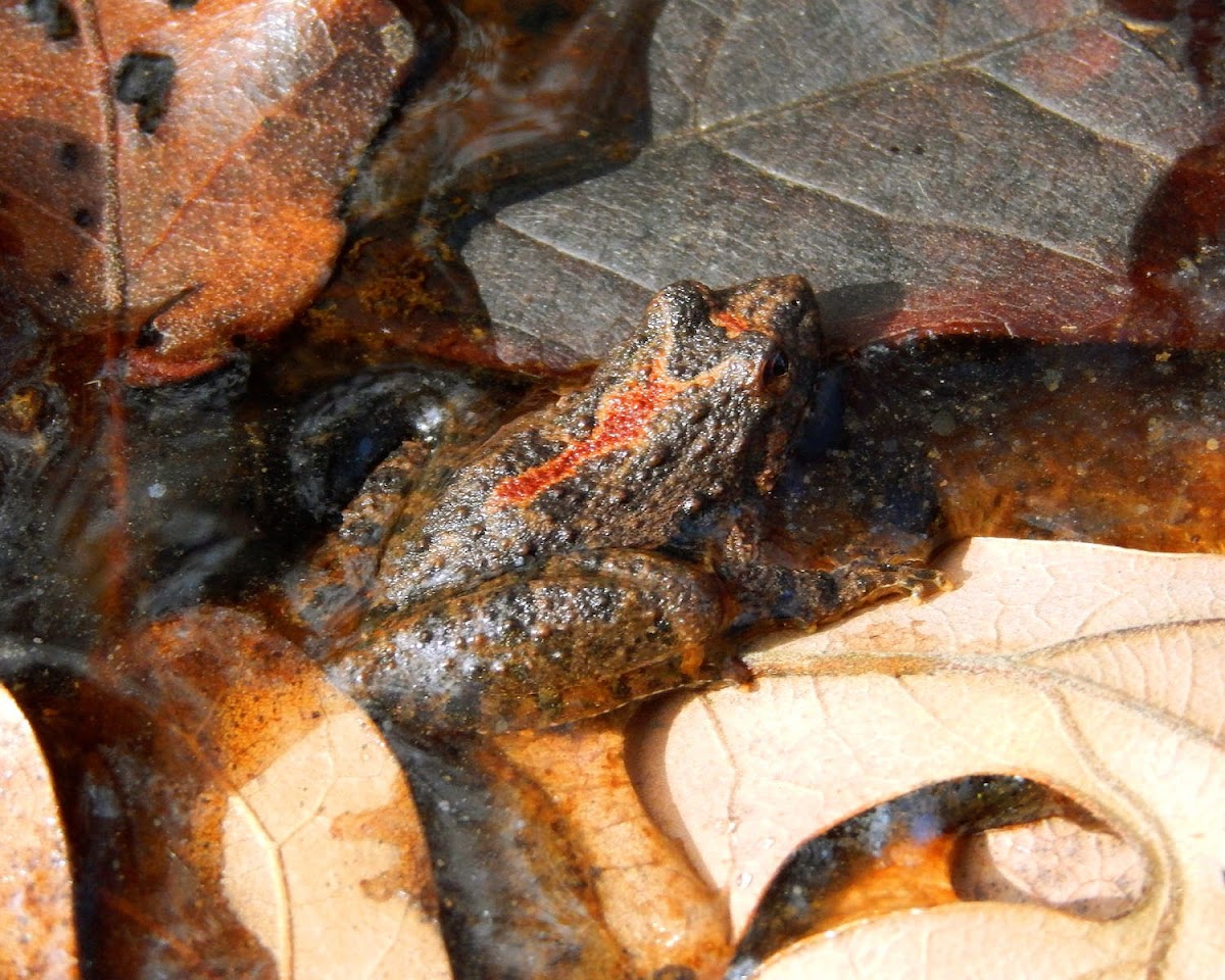 Northern Cricket Frog