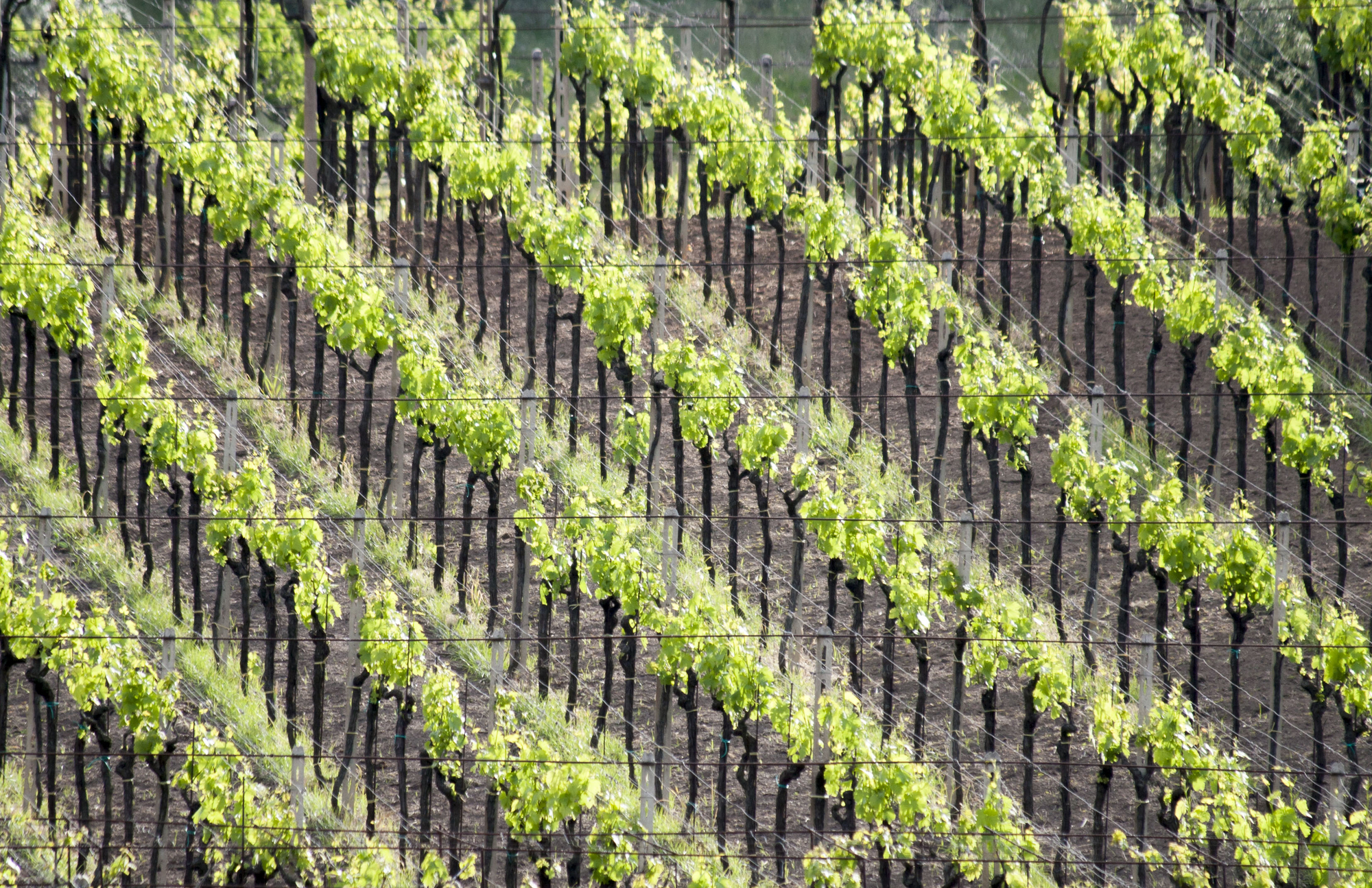 Vigna di Andrea Calò