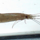 Long-horned Caddisfly