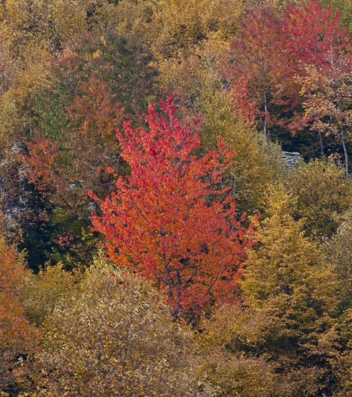 Autunno di @saladino