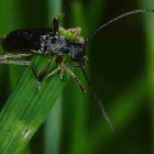 Grammoptera ruficornis