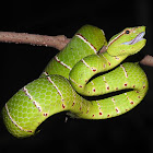 Bornean Keeled Green Pit Viper