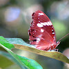 Great Eggfly ♂