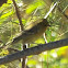 Lesser goldfinch