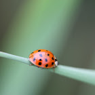 Multi-coloured Asia Ladybug