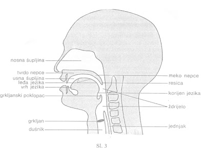 Glasovi Govorni_organi_3