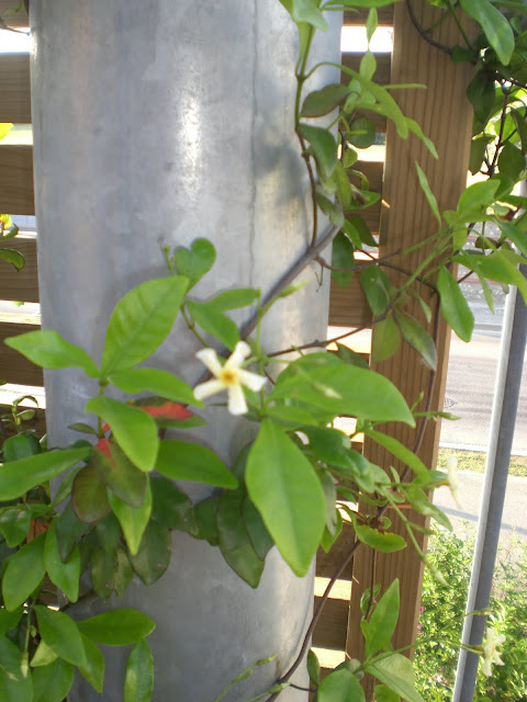 Rhynchospermum jasminoides 