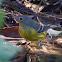 Magnolia Warbler