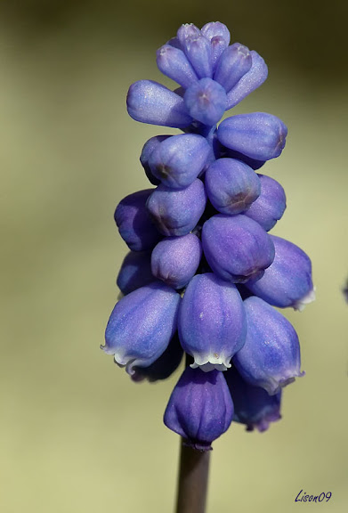 Je le dis avec des fleurs ! Muscari1260931