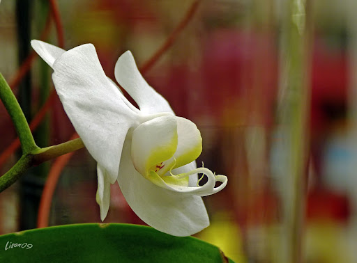 Jour de pluie = virée à la jardinerie ! Orchid%C3%A9e1290063