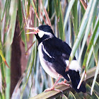 Pied Myna