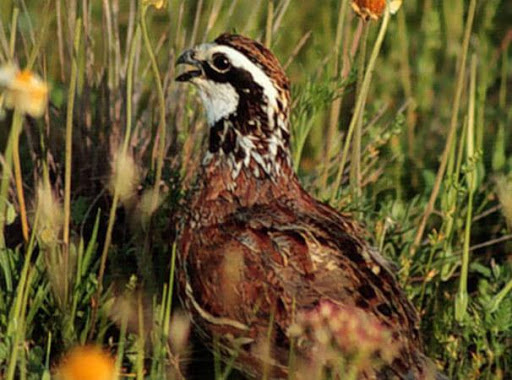 Bobwhite Quail