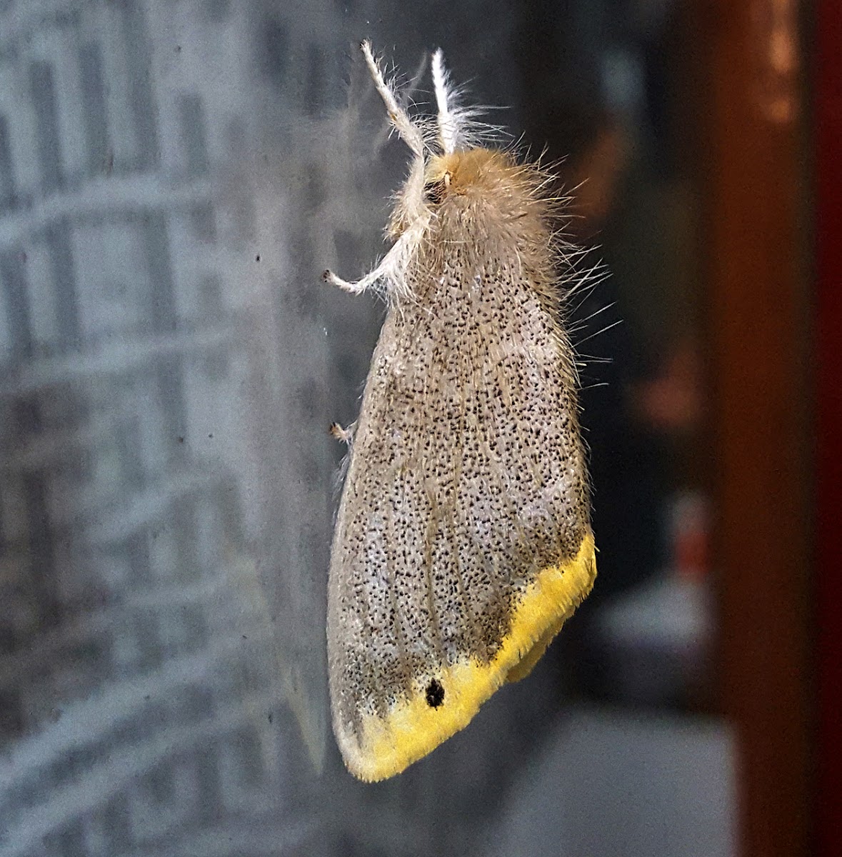 Tussok Moth