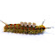 Western Tussock Moth