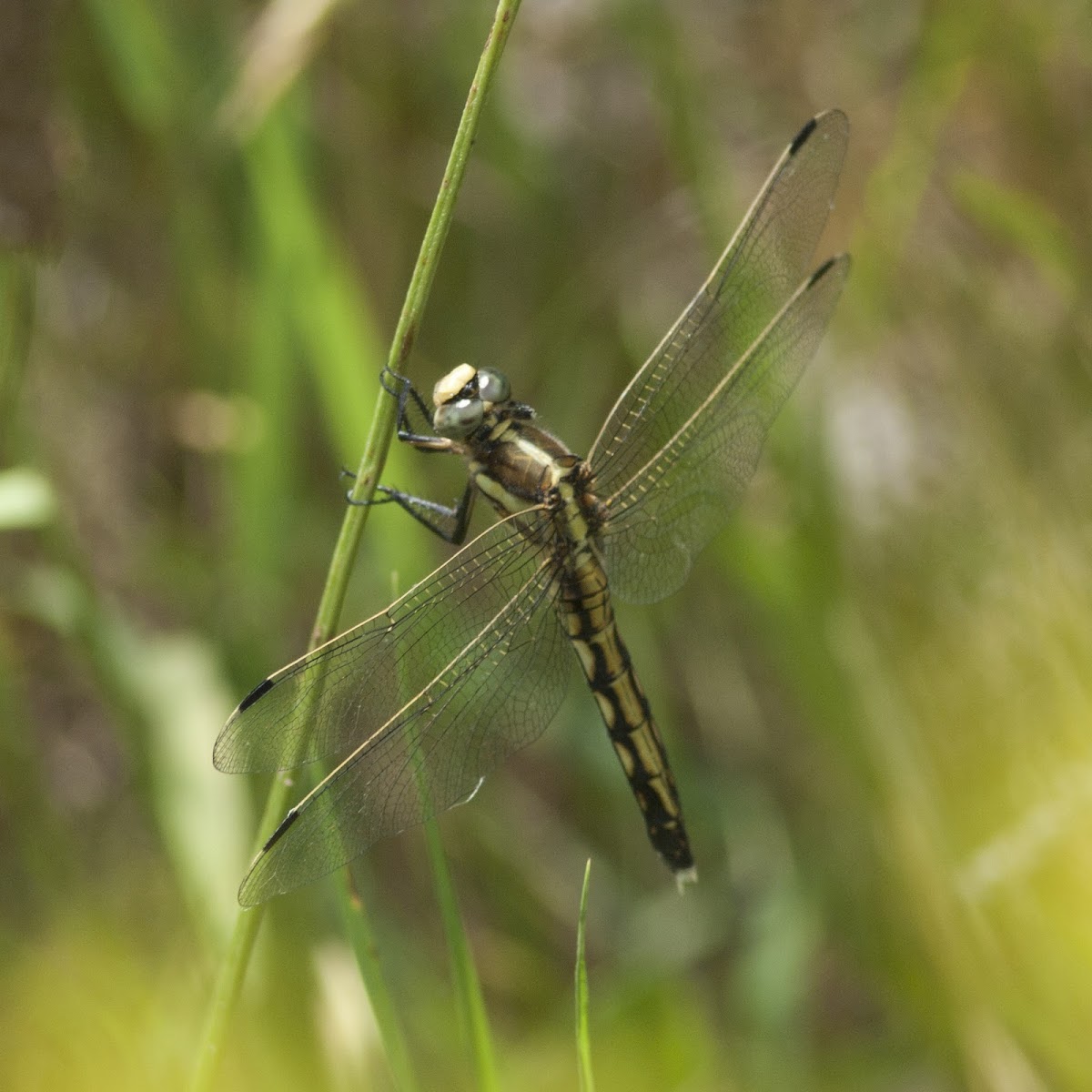 White-tailed skimmer