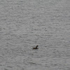 Pied-biiled Grebe