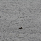 Pied-biiled Grebe