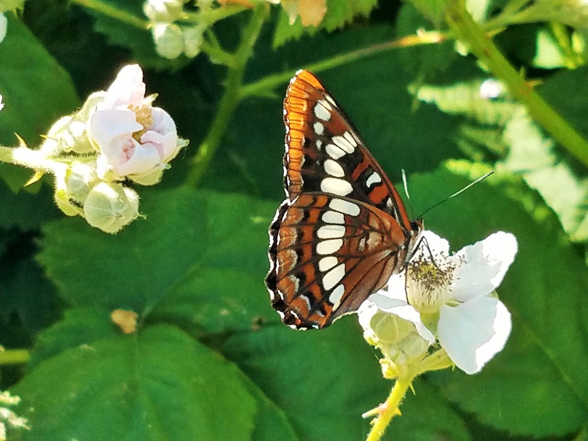 Lorquin's admiral