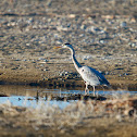 Great blue heron