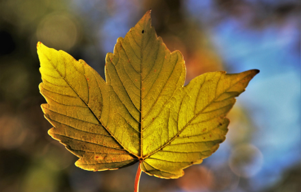 Three-sided leaf small promo image