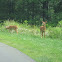 White-tailed deer