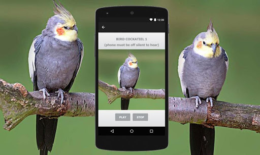 Cockatiel Sounds - Cockatiel Bird Sounds - Bird