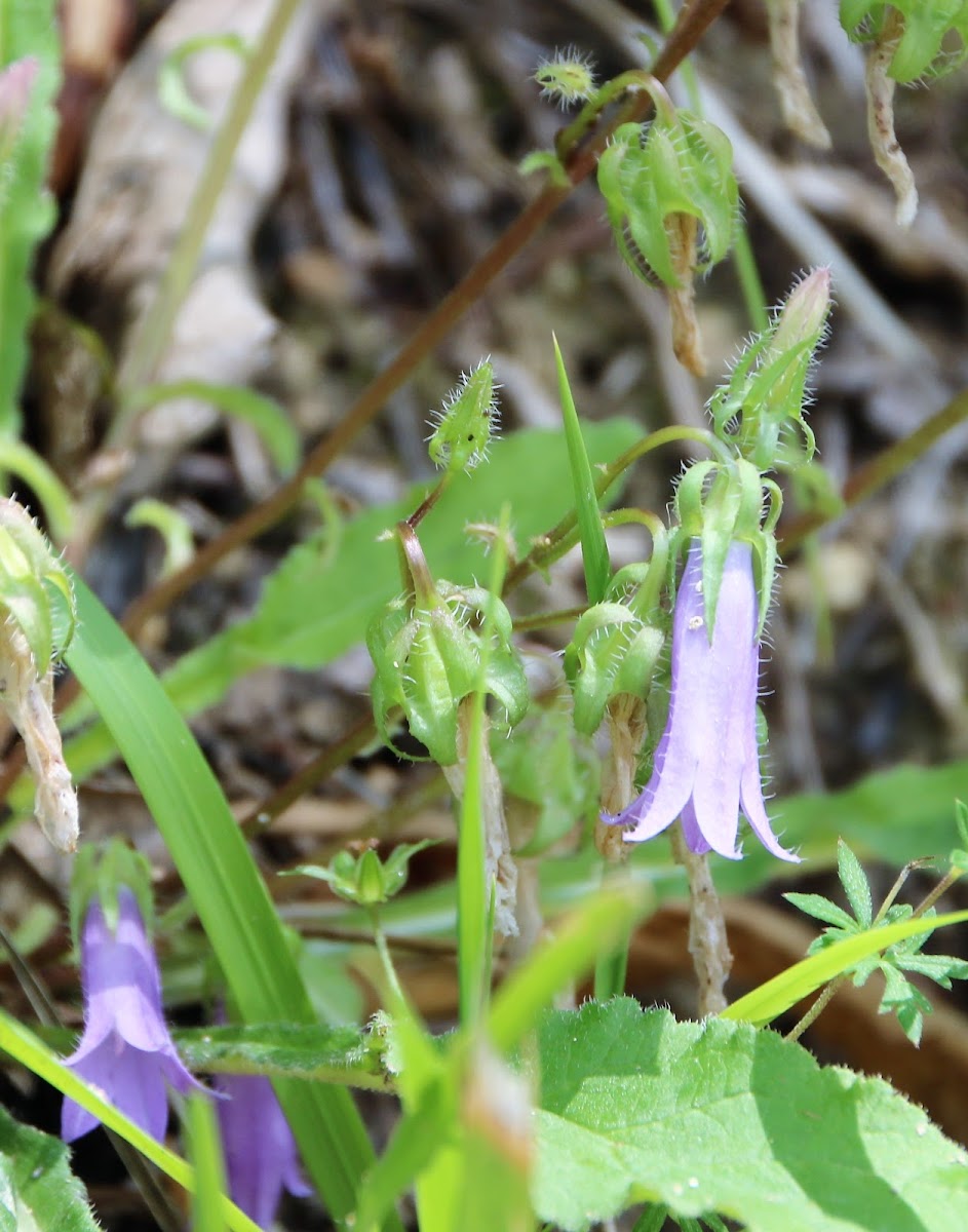 Bellflower