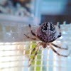 Orb-Weaver Spider