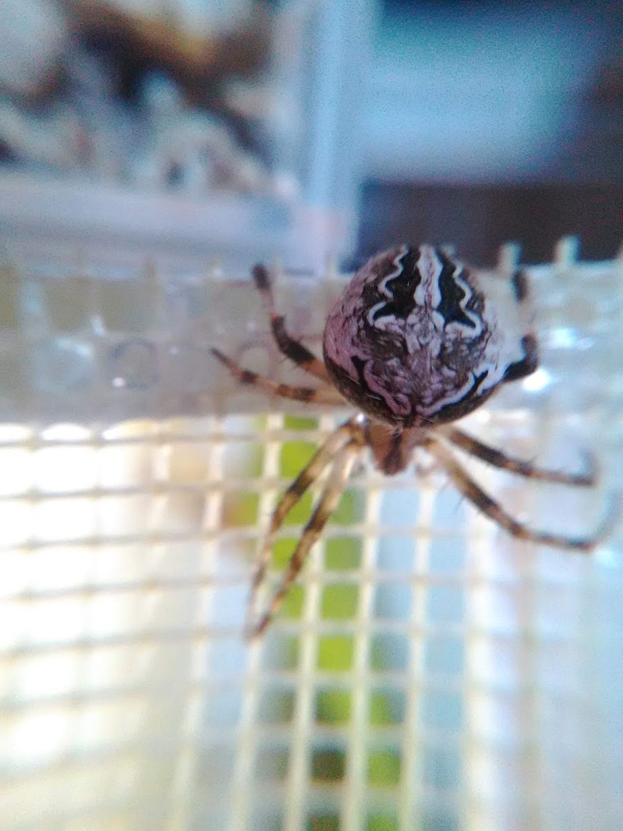 Orb-Weaver Spider