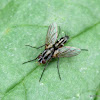 Tachinid fly