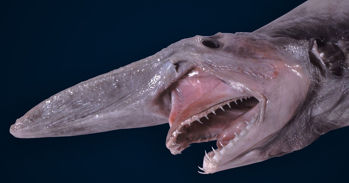 Goblin shark