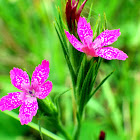 Deptford Pink