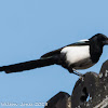 Magpie