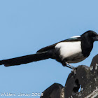 Magpie